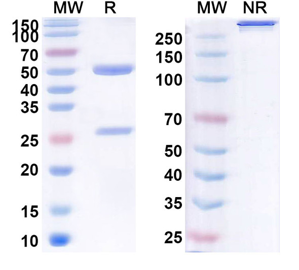 Ruplizumab Antibody - SDS-PAGE