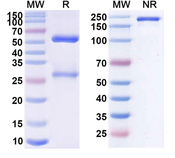 Miptenalimab Antibody - SDS-PAGE