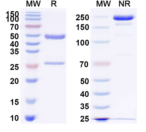Sontuzumab Antibody - SDS-PAGE
