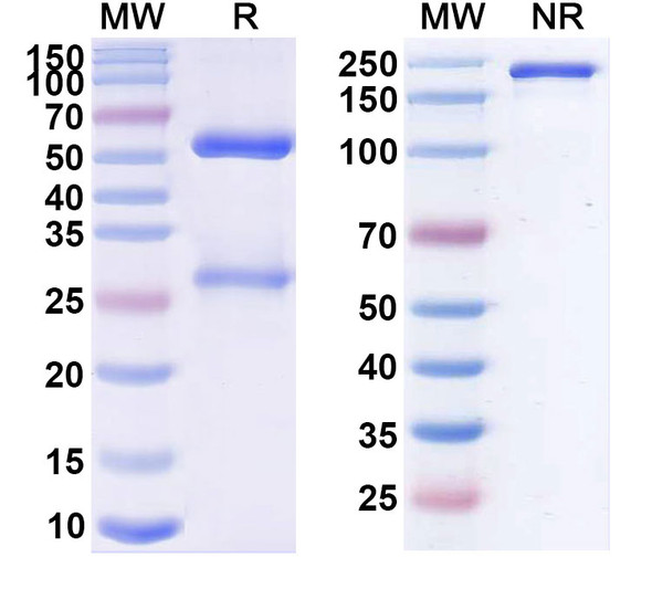 Cantuzumab Antibody (Cantuzumab Mertansine ADC, Payload-Free) - SDS-PAGE