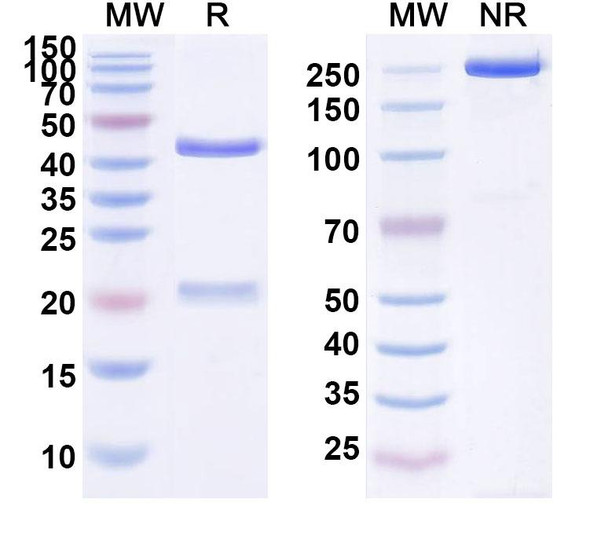 Atorolimumab Antibody - SDS-PAGE