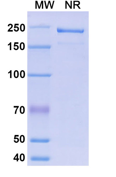 Morolimumab Antibody - SDS-PAGE