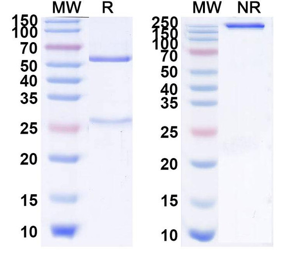 Roledumab Antibody - SDS-PAGE