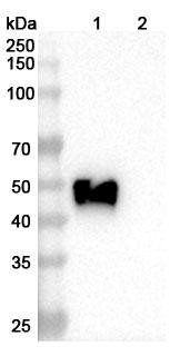 Oxelumab Antibody - WB