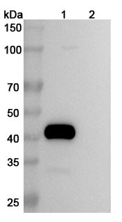 Tigatuzumab Antibody - WB