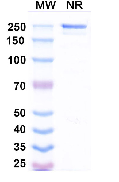 Drozitumab Antibody - SDS-PAGE