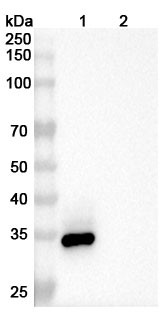 Enavatuzumab Antibody - WB