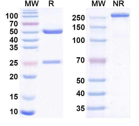 Ianalumab Antibody - SDS-PAGE