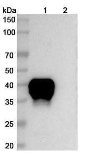 Teclistamab Antibody - WB