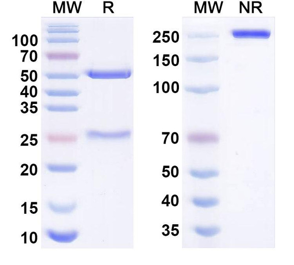 Manelimab Antibody - SDS-PAGE