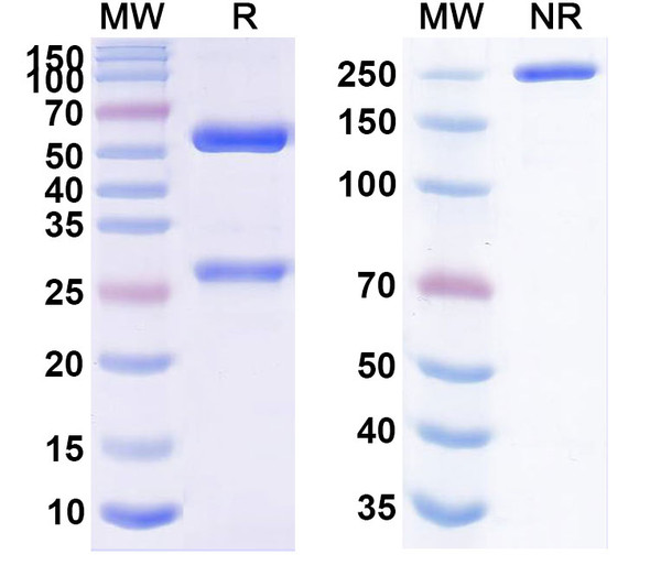 Sugemalimab Antibody - SDS-PAGE