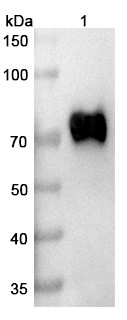 Mirzotamab Antibody (Mirzotamab Clezutoclax ADC, Payload-Free) - WB
