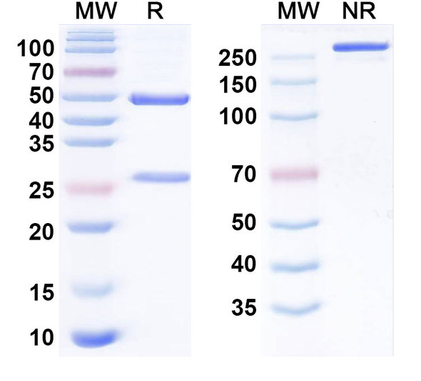 Tislelizumab Antibody - SDS-PAGE