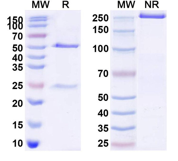 Serplulimab Antibody - SDS-PAGE