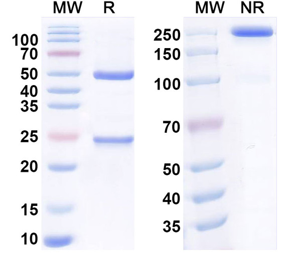 Spartalizumab Antibody - SDS-PAGE