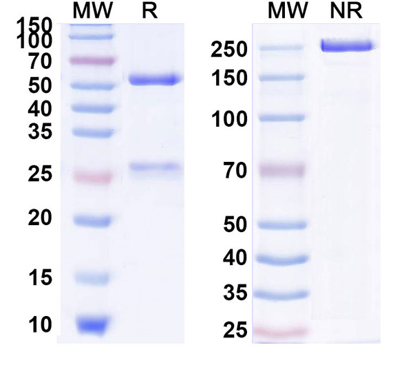 Pidilizumab Antibody - SDS-PAGE