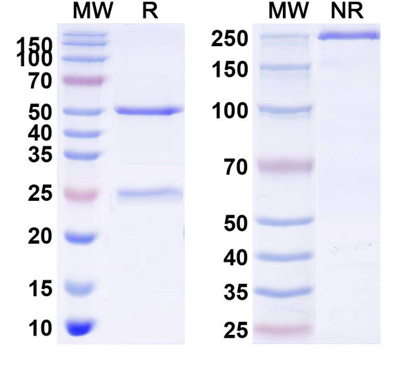Retifanlimab Antibody - SDS-PAGE