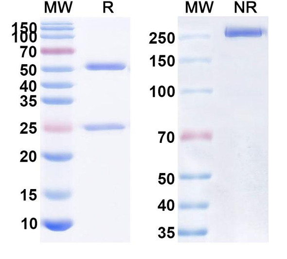 Alacizumab Antibody - SDS-PAGE