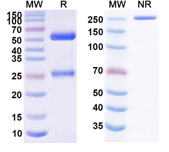 Vulinacimab Antibody - SDS-PAGE