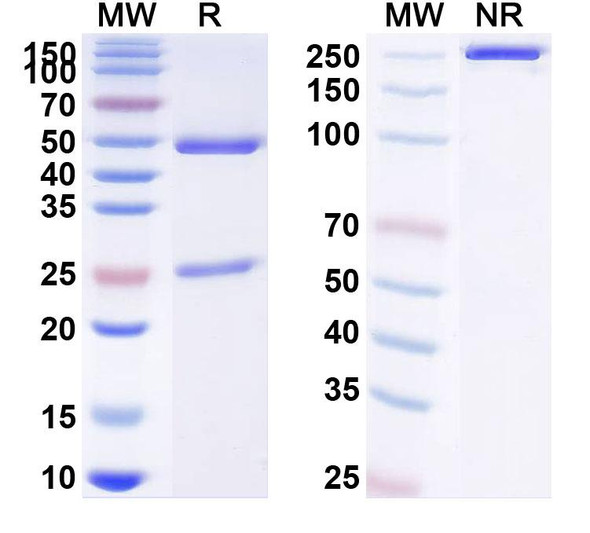 Azintuxizumab Antibody - SDS-PAGE