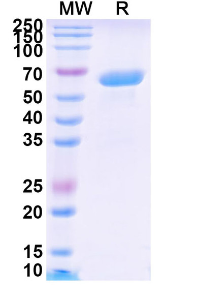 Solitomab Antibody - SDS-PAGE