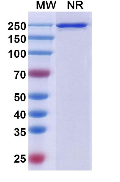 Aprutumab Antibody (Aprutumab Ixadotin ADC, Payload-Free) - SDS-PAGE