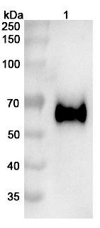 Vofatamab Antibody - WB