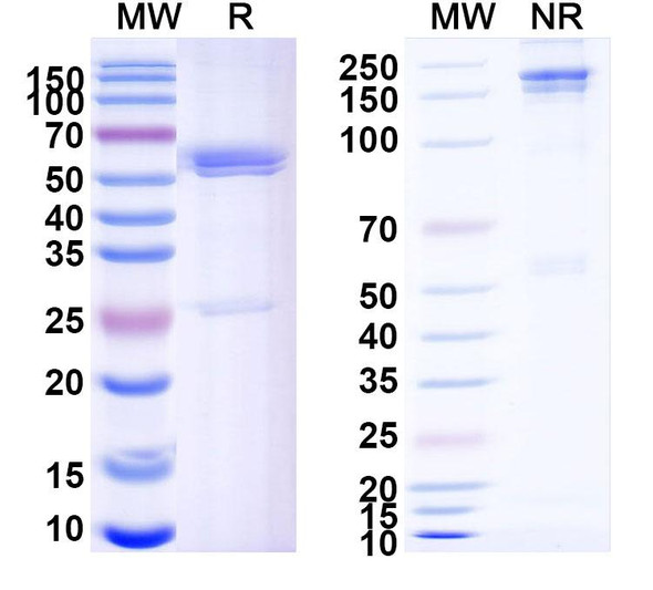 Zanidatamab Antibody - SDS-PAGE