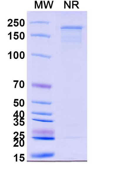 Ertumaxomab Antibody - SDS-PAGE