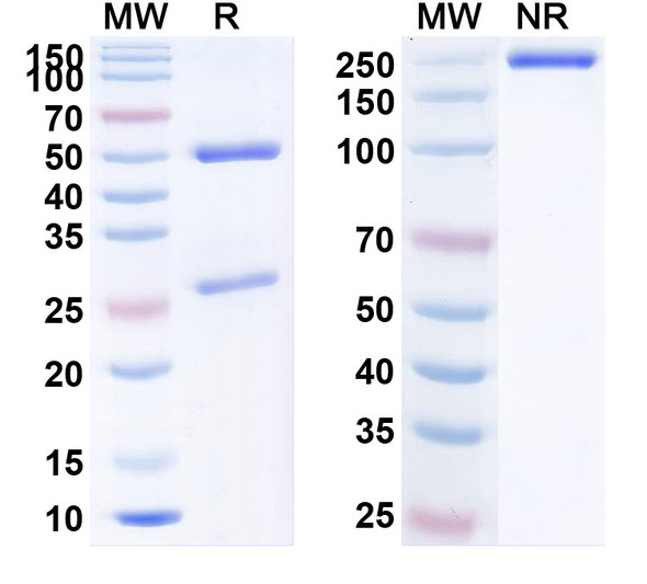 Nemolizumab Antibody - SDS-PAGE