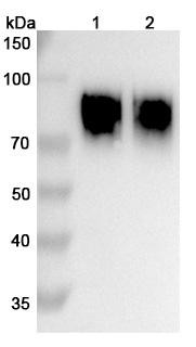 Anifrolumab Antibody - WB