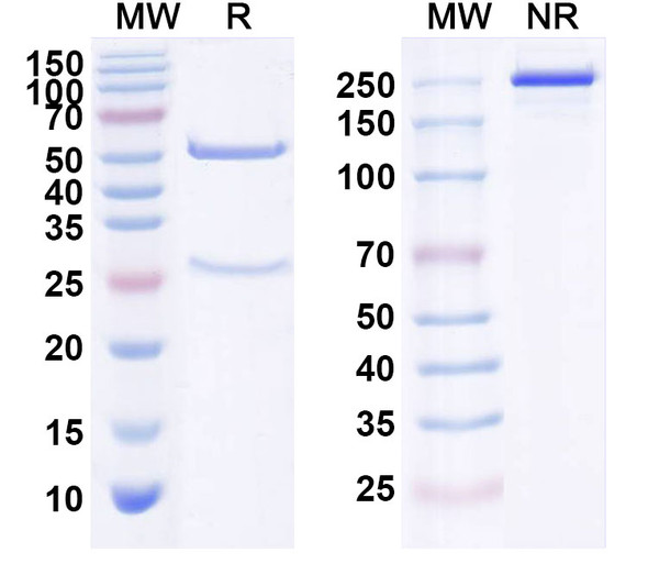 Zatuximab Antibody - SDS-PAGE