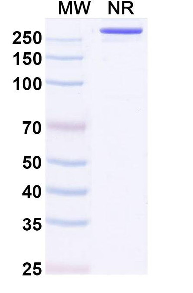 Pimurutamab Antibody - SDS-PAGE