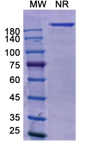 Petosemtamab Antibody - SDS-PAGE