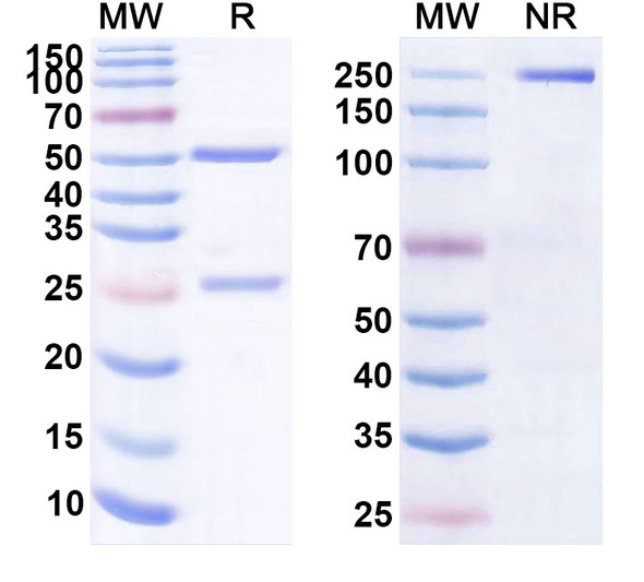 Talizumab Antibody - SDS-PAGE