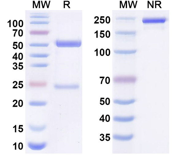 Sutimlimab Antibody - SDS-PAGE