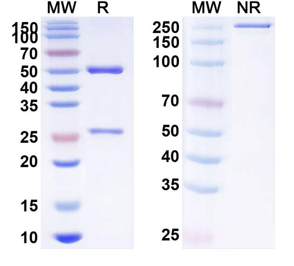 Olendalizumab Antibody - SDS-PAGE