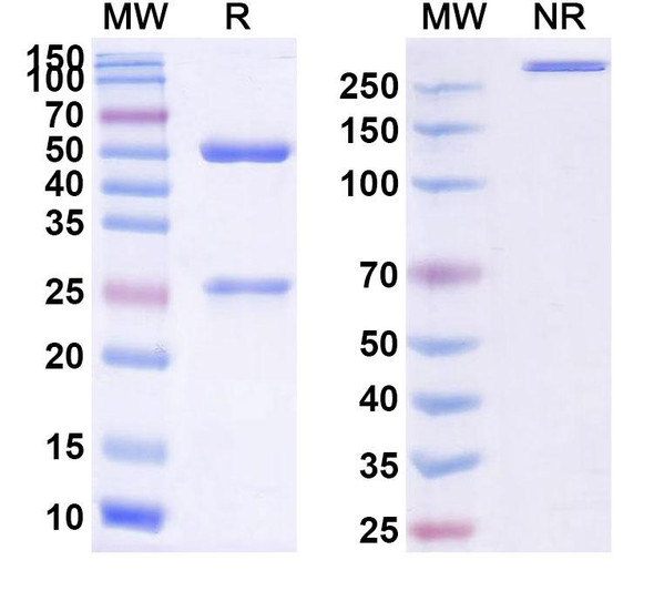 Vilobelimab Antibody - SDS-PAGE