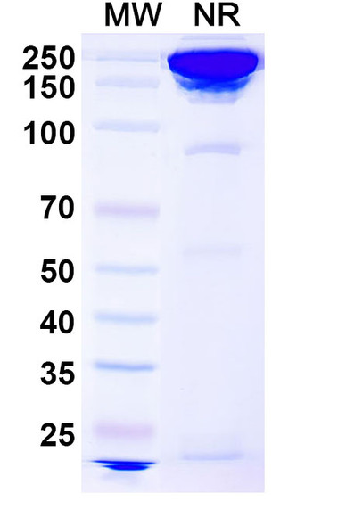 Concizumab Antibody - SDS-PAGE