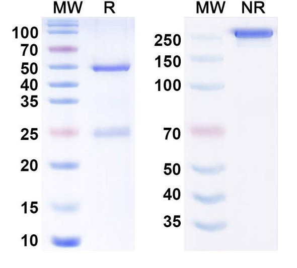Marstacimab Antibody - SDS-PAGE