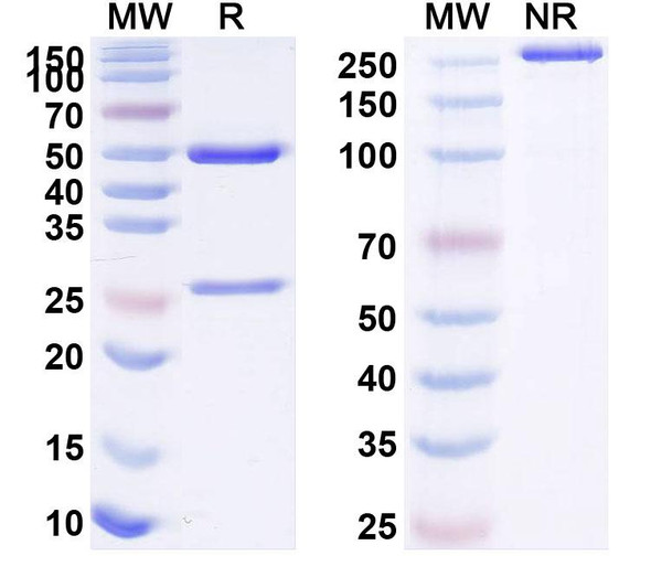 Aducanumab Antibody - SDS-PAGE