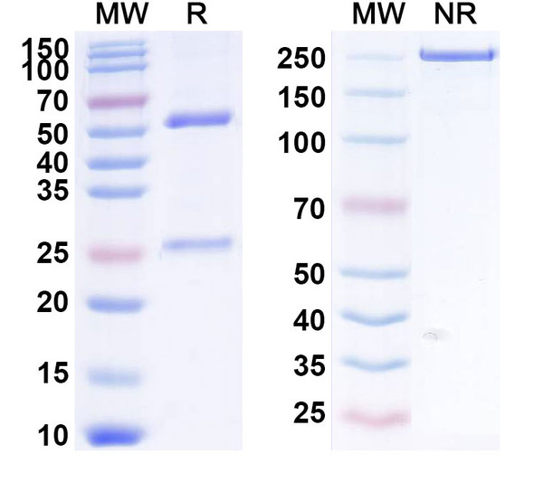 Solanezumab Antibody - SDS-PAGE