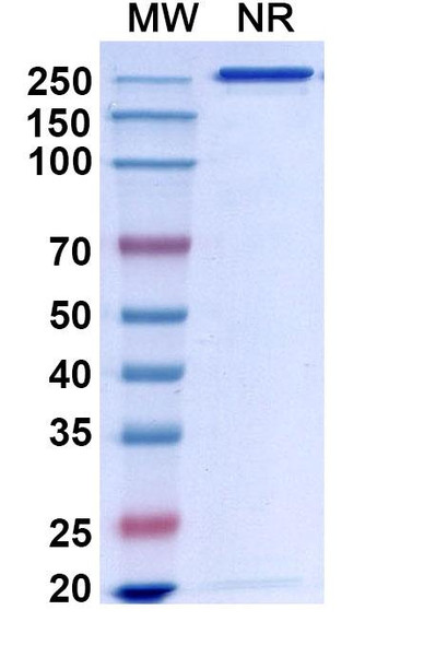Bapineuzumab Antibody - SDS-PAGE