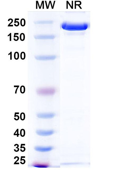 Ponezumab Antibody - SDS-PAGE