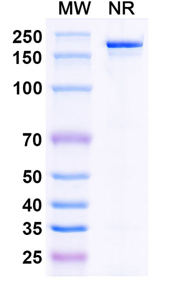 Bepranemab Antibody - SDS-PAGE