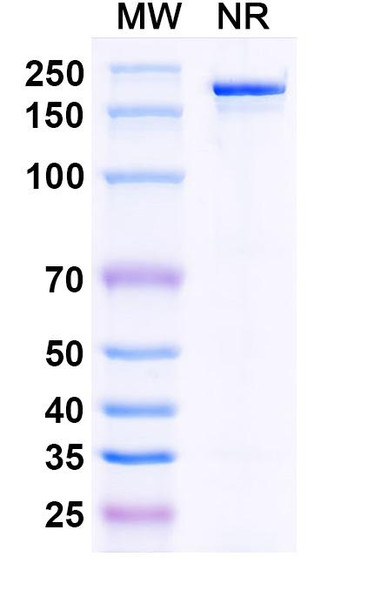 Bepranemab Antibody - SDS-PAGE