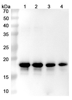 Prasinezumab Antibody - WB