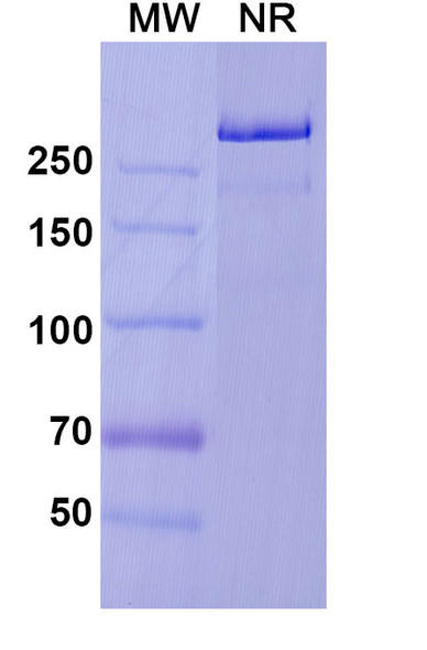 Prasinezumab Antibody - SDS-PAGE