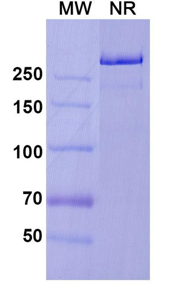 Prasinezumab Antibody - SDS-PAGE
