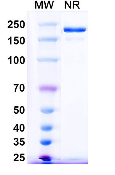 Pintumomab Antibody - SDS-PAGE